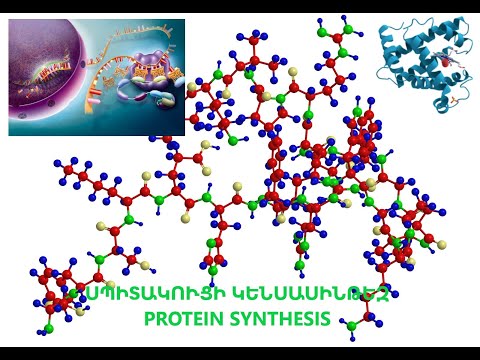 ՍՊԻՏԱԿՈՒՑԻ ԿԵՆՍԱՍԻՆԹԵԶ/ Protein synthesis