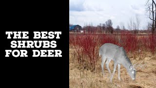 My Top Shrubs For Whitetail Deer
