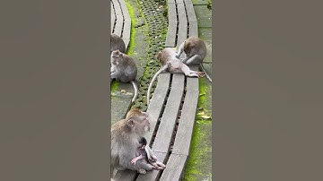 Monkey forest Ubud #monkey #animals #bali #monkeyforest #travelvlog #travel #funny