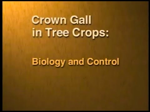 ვიდეო: Apple Tree Crown Gall: როგორ ამოვიცნოთ გვირგვინი ნაღველი ვაშლის ხეზე