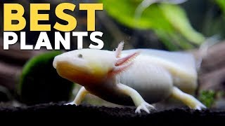 Planted Axolotl Tank FAQs! (40g  6/23/2019)