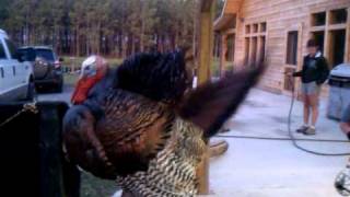 Remote control turkey.  Powerlines style.
