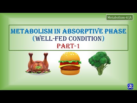 Metabolism in in well fed state | Metabolism-6 | Biochemistry | N&rsquo;JOY Biochemistry
