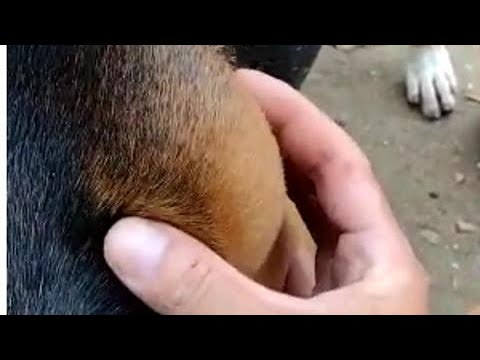 Vídeo: Meu cachorro tem um caroço. O que é isso?