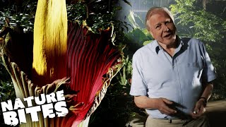 Has David Attenborough Found a RECORD BREAKING Plant?! | Nature Bites