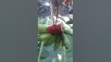 Banana decoration (Trang trí trái chuối)