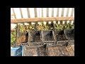 Земляничная грядка для ленивых  Growing strawberries in boxes
