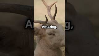 Deer: The Mystical Symbol of Grace and Renewal! #wildlife #deerwhisperer #fascinatingwildlife