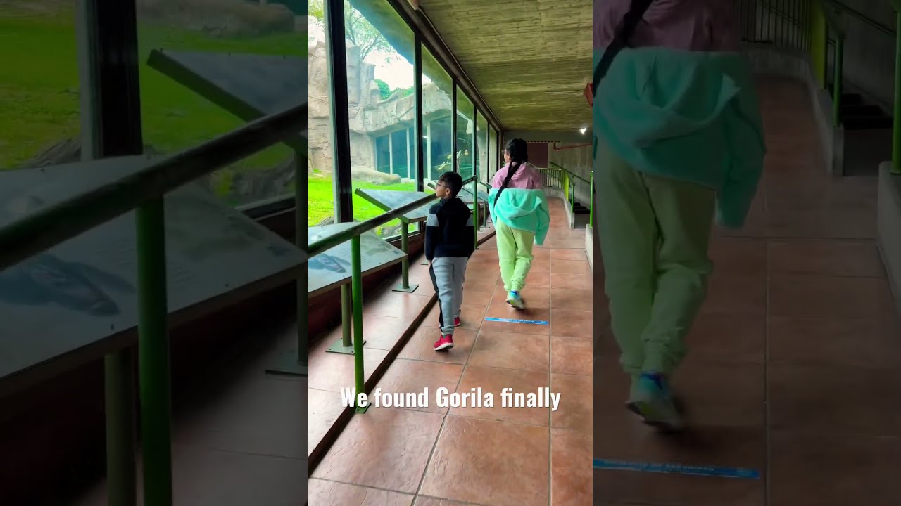 We Found Gorilla Gorillaz Gorillataglive Shortfeeds 