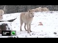 Top Channel Përdorën ADN Në Shkenca Rikthen Ujkun Prehistorik Qe Zhdukur 12 500 Vjet Më Parë Top Channel Përdorën ADN Në Shkenca Rikthen Ujkun Prehistorik Qe Zhdukur 12 500 Vjet Më Parë
