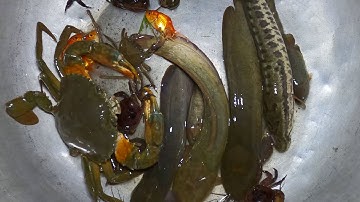 Thảo Cady đi soi đêm bắt các con vật ngoài đồng, cá trê, con cua, cá quả, cá vàngPart 600