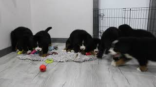 Blue Diamond Daisy Bernese Mtn Dog Litter