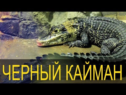 Melanosuchus niger \\ Знакомимся с черным кайманом!