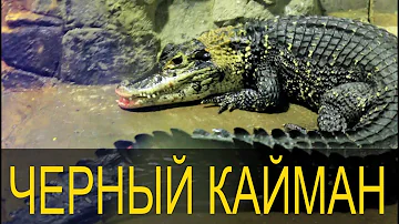 Melanosuchus niger \ Знакомимся с черным кайманом!