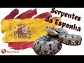 Serpentes Peçonhentas da Espanha 🇪🇸 | Papo de Cobra