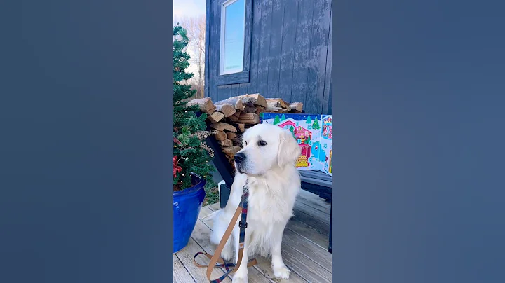 Day 9 of Butters Advent Calendar!✨ #shorts #butters #goldenretriever #dogshorts #cute#dog #christmas