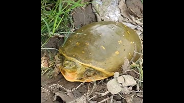 Indian Flapshell Turtle