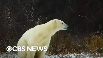 How a new AI-powered radar is helping protect polar bears