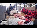 Trying To NAP With My HUSKY!  He Protects Me!