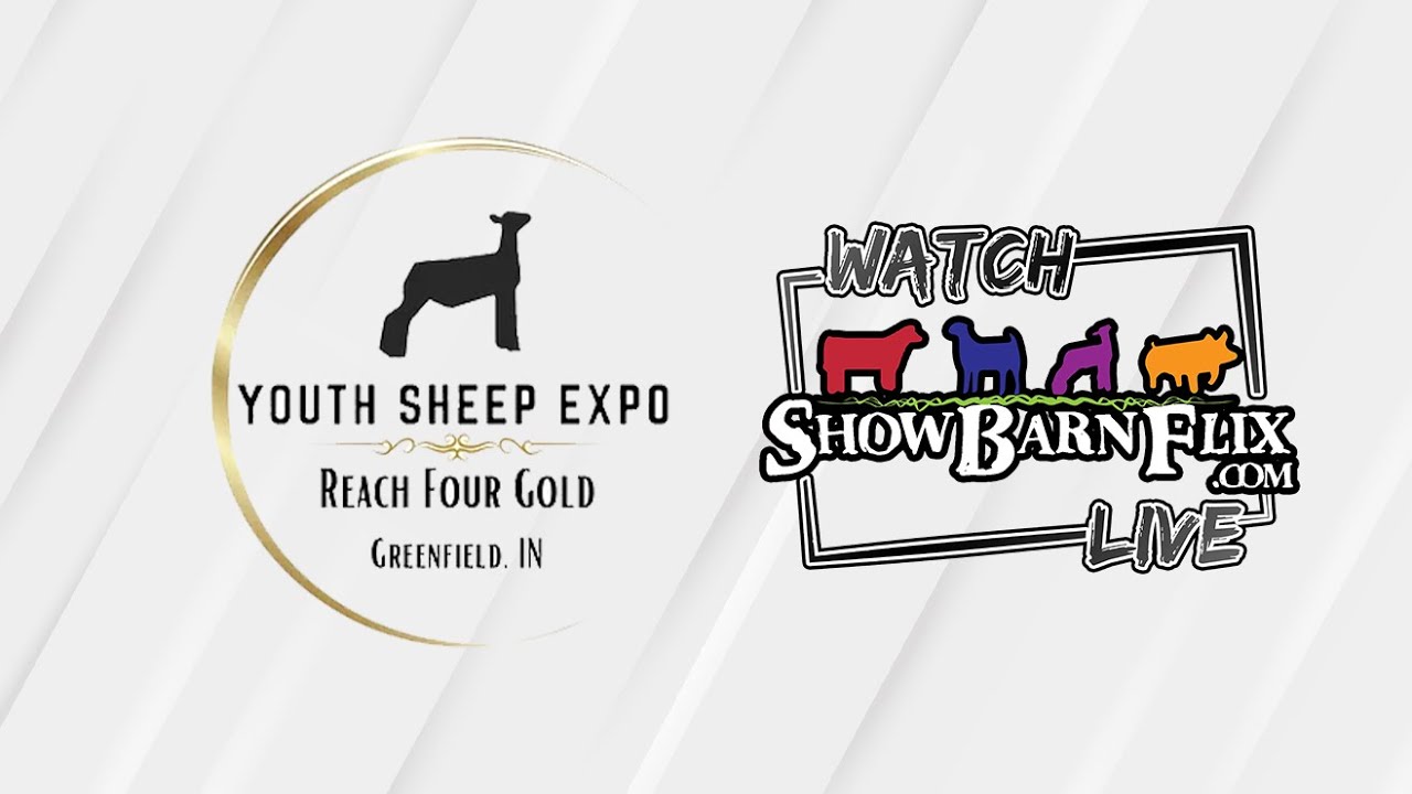 Breeding Sheep Show Ring 1 Youth Sheep Expo 2023 YouTube