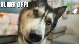 Grumpy Husky Can’t Believe I Suggested this! by K'eyush and Boo 34,730 views 1 month ago 4 minutes, 32 seconds