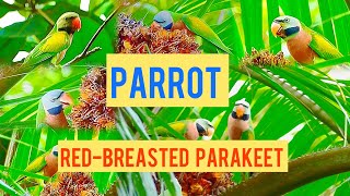 Are There Parrots In Bishan Park?