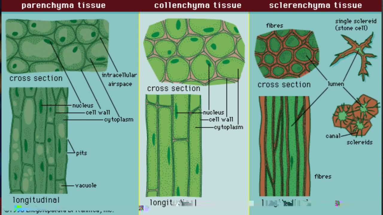 Plant tissues. Склеренхима растений. Механическая ткань колленхима и склеренхима. Паренхима склеренхима колленхима. Склеренхима и колленхима в листе.