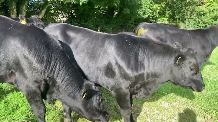 Bulls Sept 22