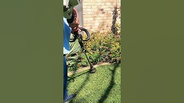 Lawn Care Manicure Lawn Edging #youtubeshorts