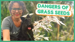 DANGEROUS GRASS SEEDS by Jitka Krizo Averis 469 views 2 years ago 5 minutes, 30 seconds