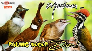 MASTERAN  PALING BOCOR DORR || c,jenggot - cililin - kapas tembak - pelatuk bawang