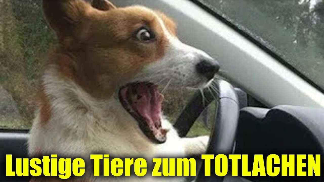 Suss Ist Nicht Genug Lustige Tiere Zum Totlachen 38 Youtube