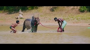 Thala Ajith Vedhalam teaser version jallikattu supporting video