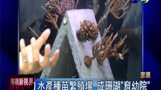 澎湖人工種珊瑚成功復育逾萬株