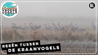 Reeën lopen tussen de kraanvogels | Zelf Geschoten | Vroege Vogels