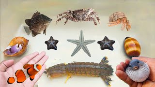 Seek and Find Starfish, Kelomang, Ikan Buntal, Belut, Kerang, Kepiting, Udang Mantis, Ikan Hias