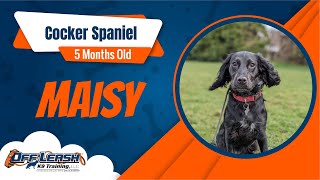 Best Cocker Spaniel Dog Training | Maisy | Dog Training in London by Off-Leash K9 Training London 16 views 12 days ago 5 minutes, 41 seconds