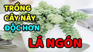 Trồng 10 Loại Cây Này Trong Nhà ĐỘC HƠN LÁ NGÓN - Cẩn Thận Nguy Hại Tính Mạng