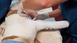 Spica splint application dog demonstrated on an ethically sourced dog cadaver