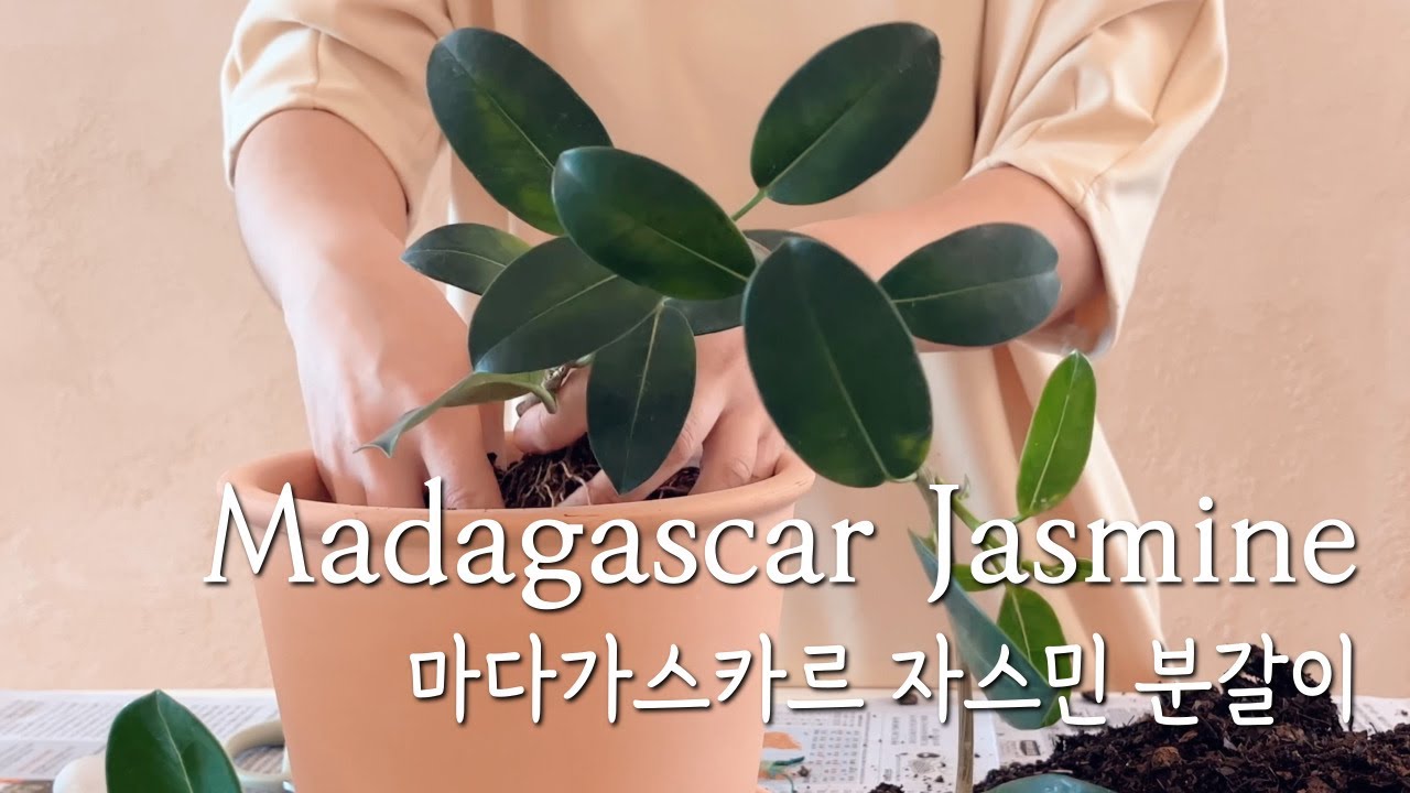 마다가스카르 자스민 키우기 덩굴식물 분갈이로 감성 인테리어 Planterior With Repotting Madagascar  Jasmine - Youtube