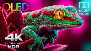 Ultra Vivid OLED 4K HDR TEST | Dolby Vision 120FPS (8K/4K Video TV)
