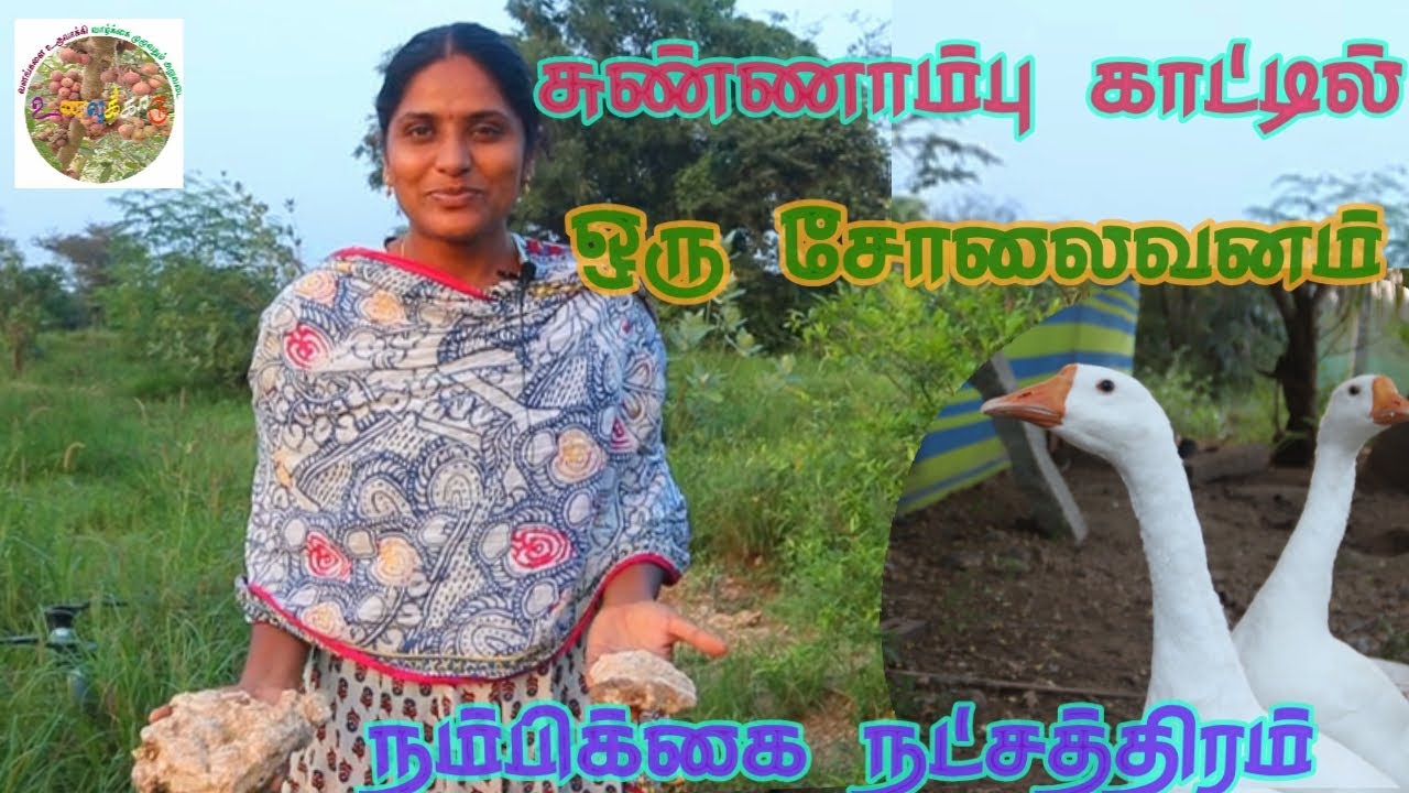 சுண்ணாம்பு காட்டில் ஒரு சோலை வனம். நம்பிக்கை நட்சத்திரம் திருமதி கலை!Food Forest in Barren Lime Area