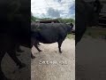 【牛の出荷】この子は今日お肉になります🐃→🥩