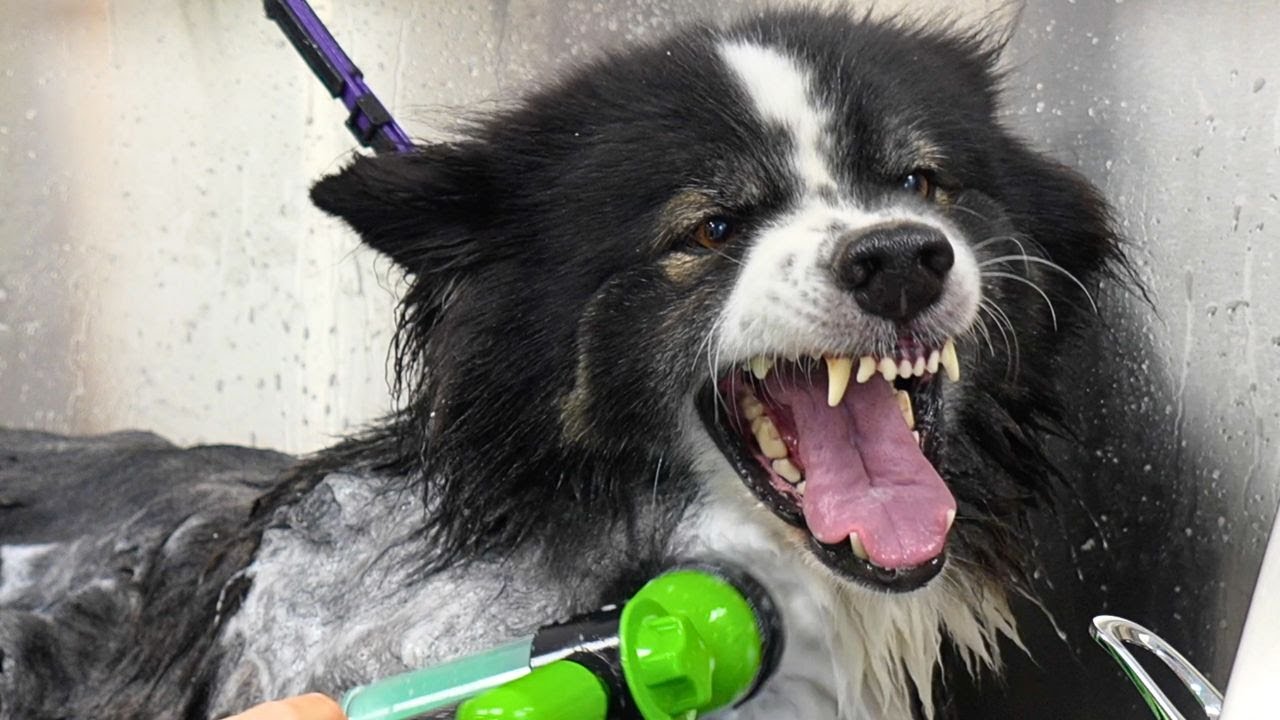 He looked cute...and then he showed his teeth