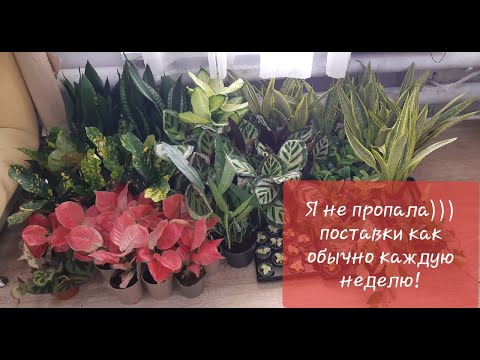 Видео: Стайни растения Arrowroot (28 снимки): маранта и други цветя от семейство марантови. Грижа за тях у дома