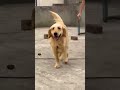 8810623046 Golden Retriever puppy booking open Heavy bone Friendly nature Top quality Call now