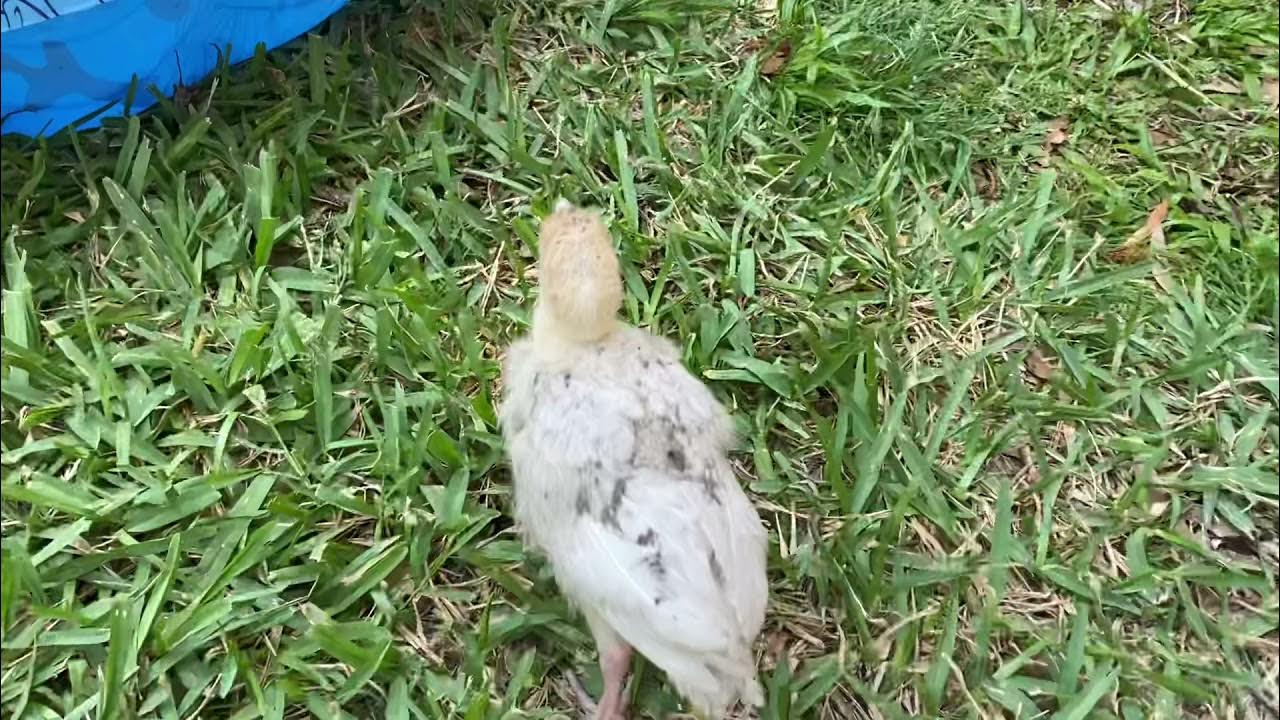 Why do Turkeys like to roll in dirt? YouTube