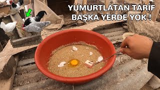 Başka Yerde Yok Tavukları Yumurtlatan Tarif Doping