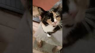 Daily Checkin 121425 all 13 Catseveryday   catfurniture cute