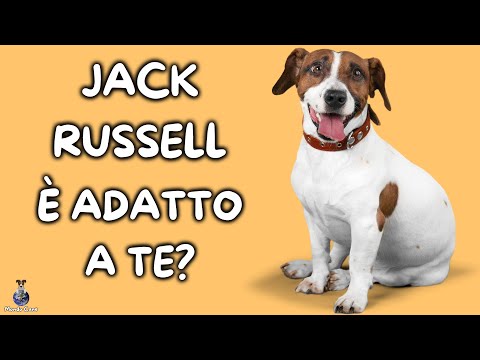 Video: Tipi di jack e loro caratteristiche